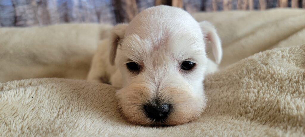 White AKC Miniature Schnauzer Puppy