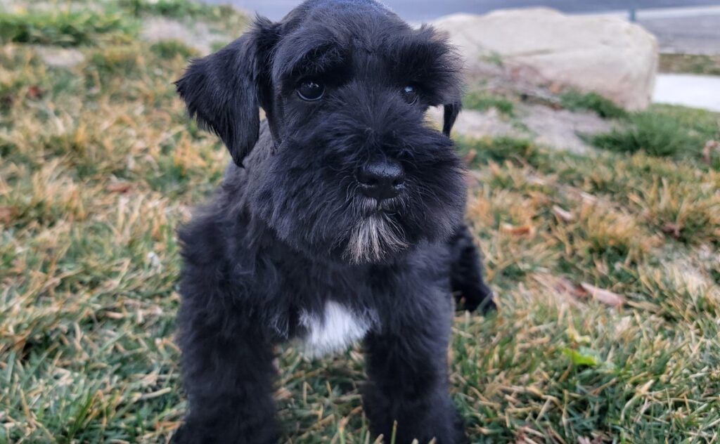 2026-03-02-11-33-02-284