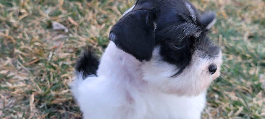 2026-03-02-12-50-39-979