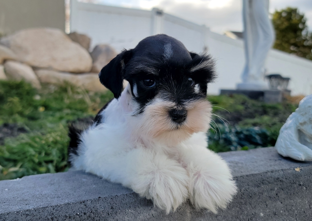 AKC parti puppy leaning on a brick