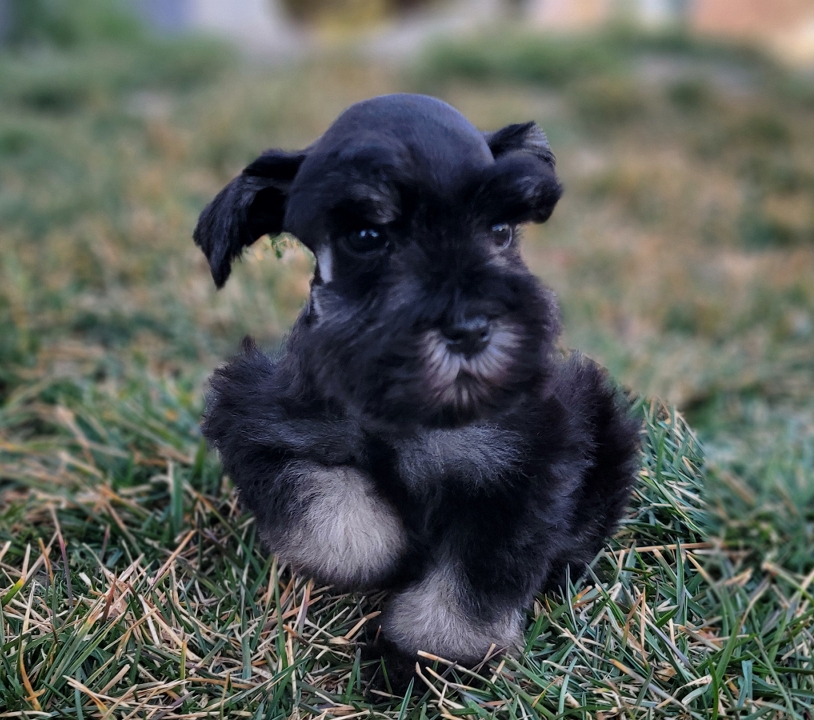 Black & Silver AKC miniature schnauzer puppy running on grass